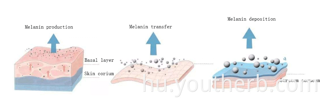 how to dissolve alpha arbutin powder